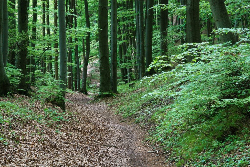 Beautiful hiking trail across the forest