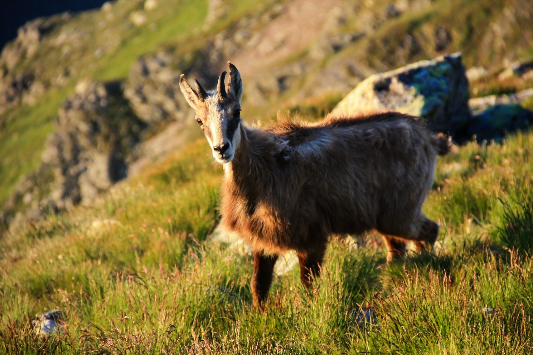 mountain goat