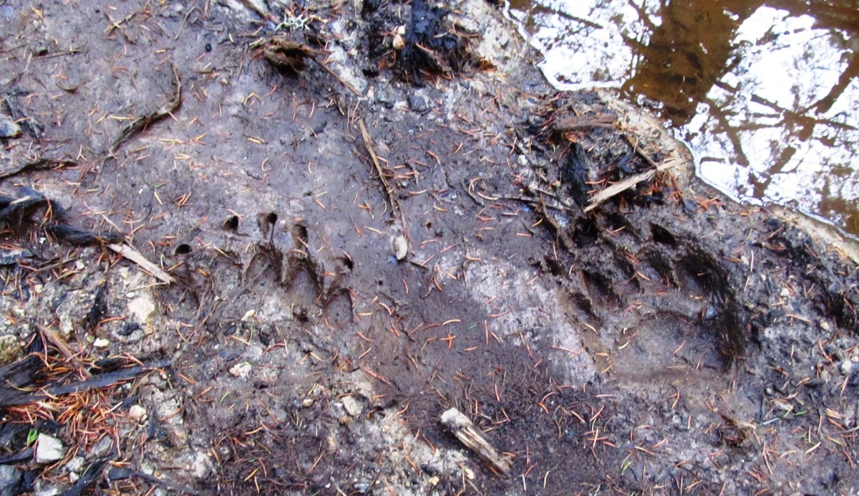 bear footprints